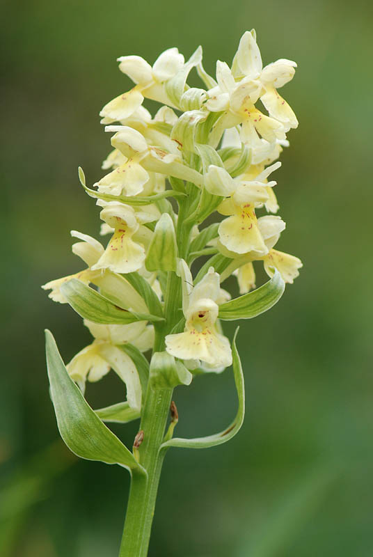 Dactylorhiza sambucina ?